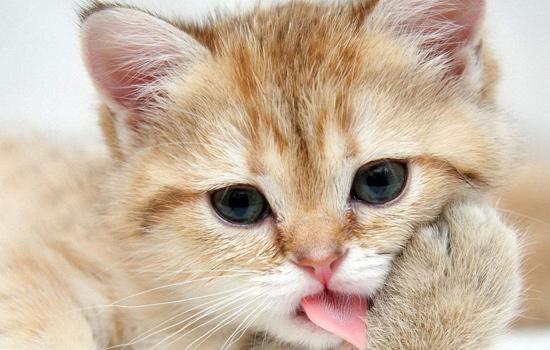 猫咪多大必须做体内驱虫？