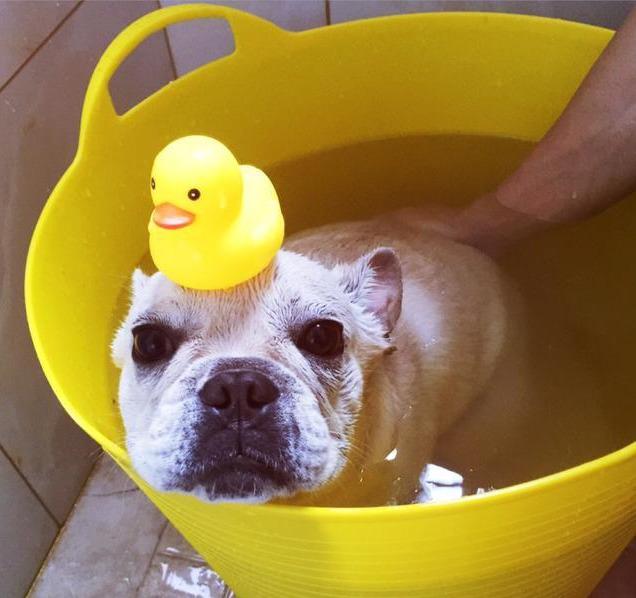 猫咪泪痕严重怎么破？新手铲屎官必看解决指南