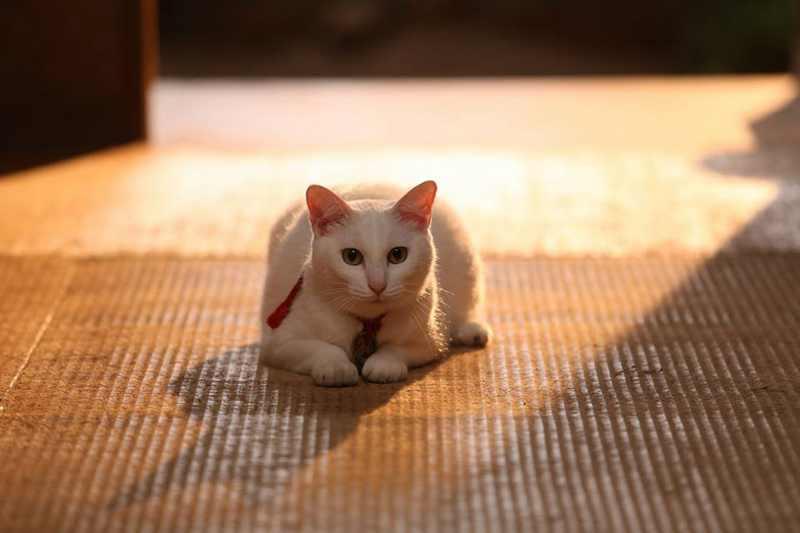 为什么猫咪总用头顶蹭我的手？