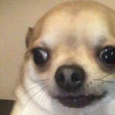 为什么你的手机总缺一张猫片壁纸? 为什么你的手机总缺一张猫片壁纸?