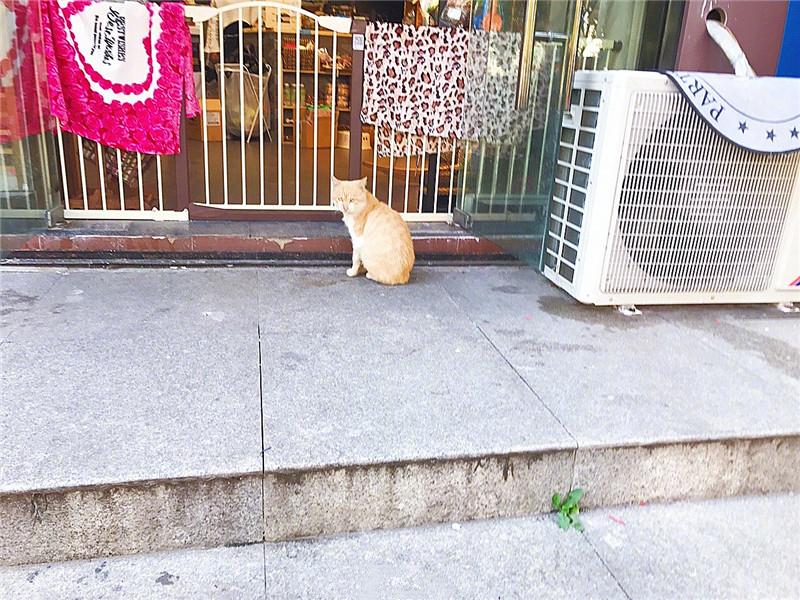 猫咪发情乱叫怎么办?绝育手术真的安全吗? 猫咪发情乱叫怎么办?绝育手术真的安全吗?