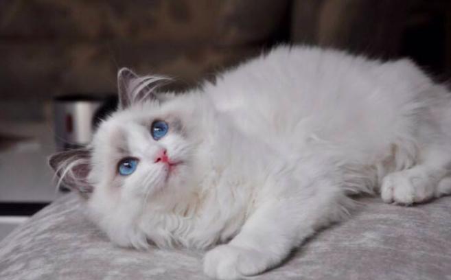 华人论坛mitbbs到底该怎么玩?新手必看攻略! 华人论坛mitbbs到底该怎么玩?新手必看攻略!