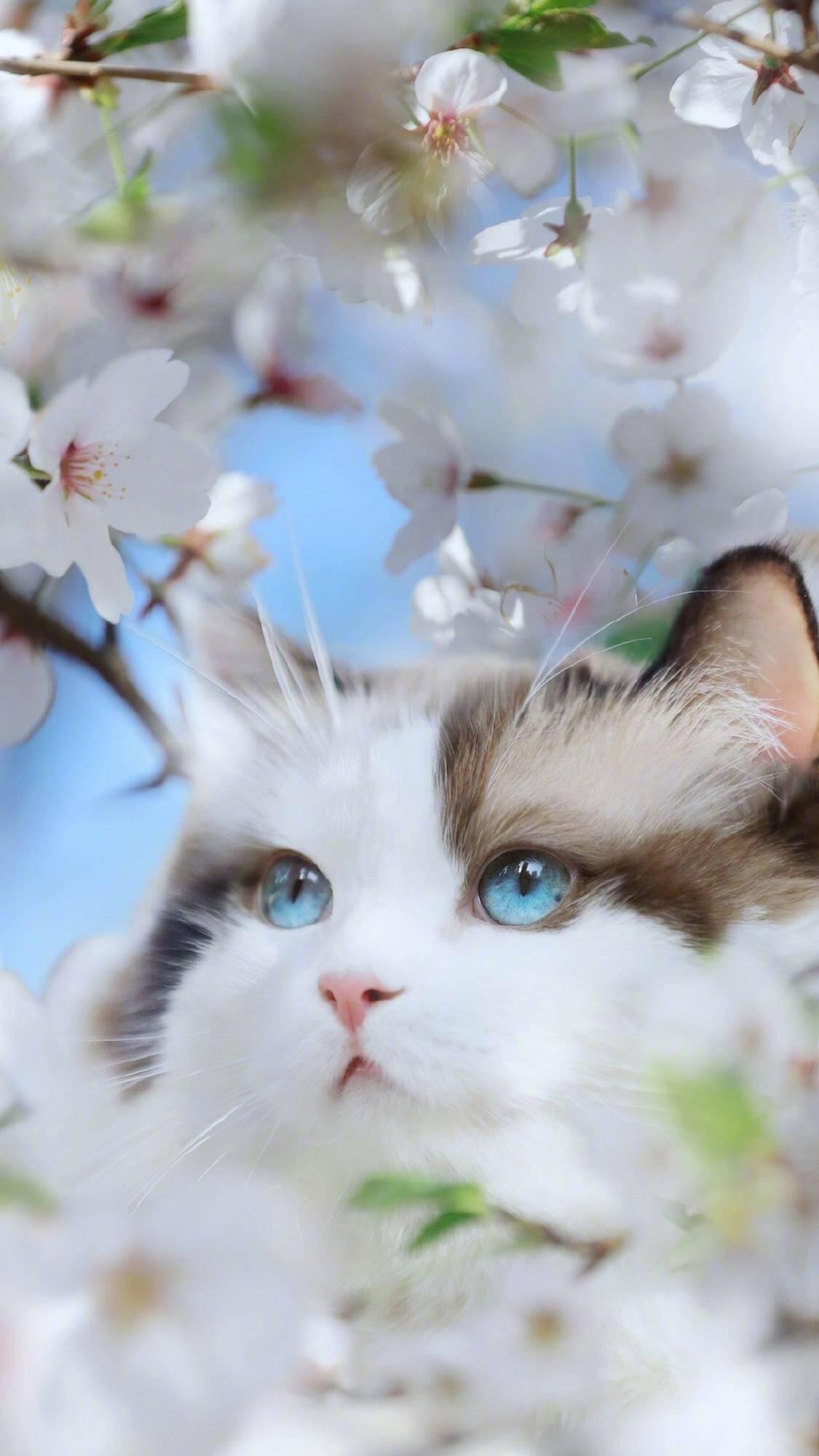 为什么你的手机总缺一张猫片壁纸? 为什么你的手机总缺一张猫片壁纸?