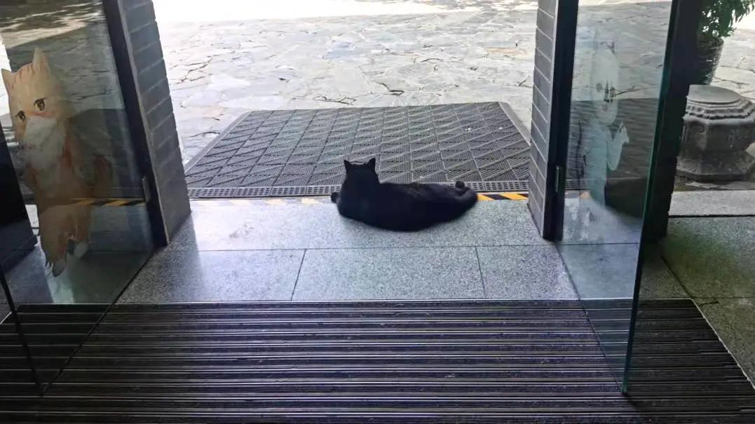 带猫坐动车会被拦在安检口吗？