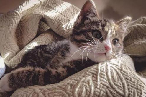 猫咪打喷嚏会害你躺医院吗? 猫咪打喷嚏会害你躺医院吗?