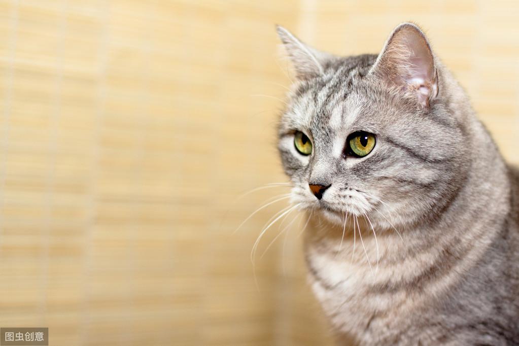 为什么别人家的猫像绸缎，你家的像钢丝球？