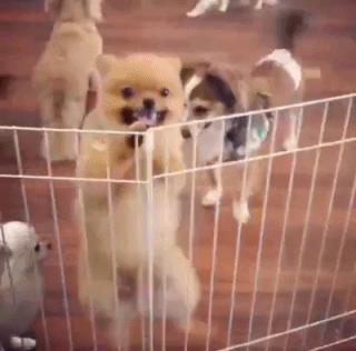 猫咪驱虫药滴脖子真的不会中毒吗？