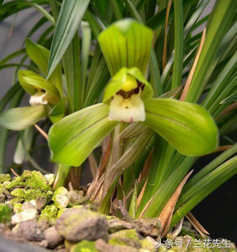 2025年梦见路上遇见陌生人死亡的5大预兆与量子化解术 2025年梦见路上遇见陌生人死亡的5大预兆与量子化解术