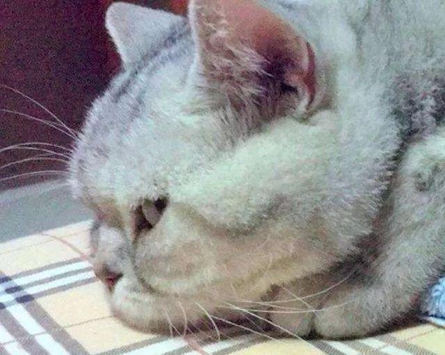 你家猫咪真的快乐吗？