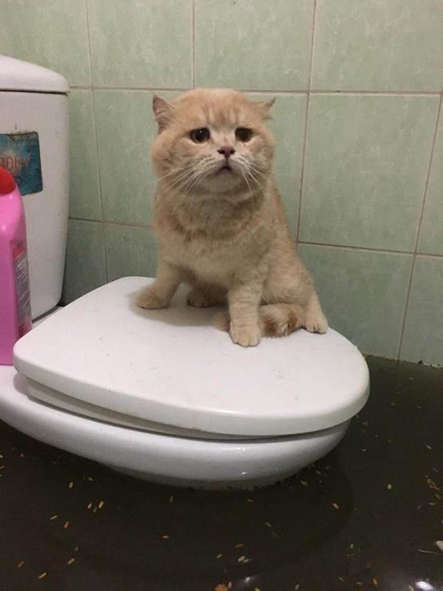 猫咪死活不肯用马桶怎么办? 猫咪死活不肯用马桶怎么办?