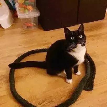 猫咪半夜跑酷怎么办? 猫咪半夜跑酷怎么办?