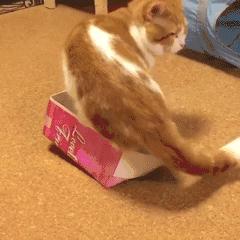 康涅狄格大学华人论坛到底该怎么玩转？