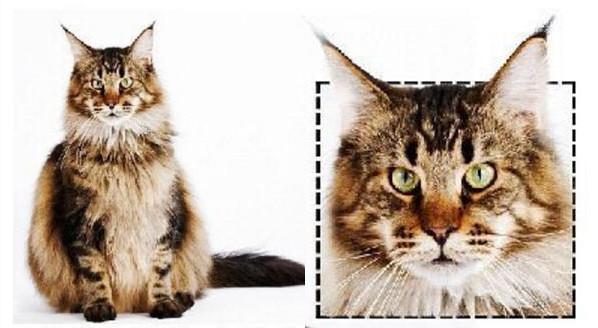 你家猫主子到底在跟你说什么？