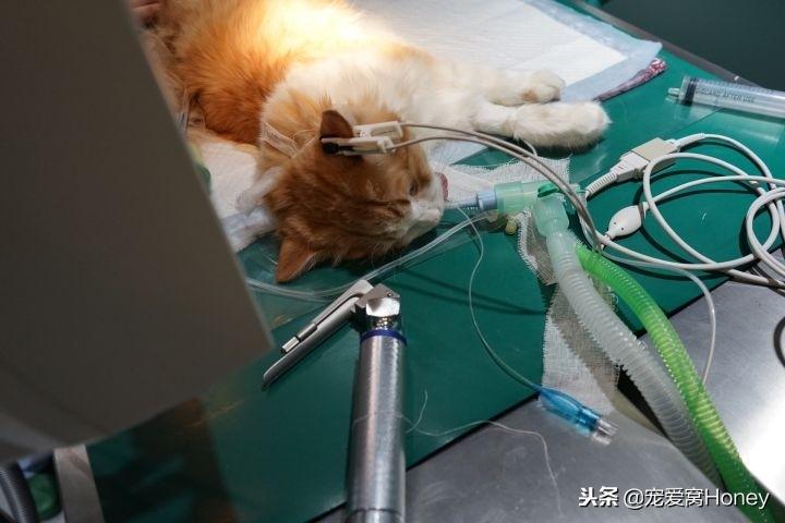 猫咪发情乱叫怎么办?绝育手术真的安全吗? 猫咪发情乱叫怎么办?绝育手术真的安全吗?