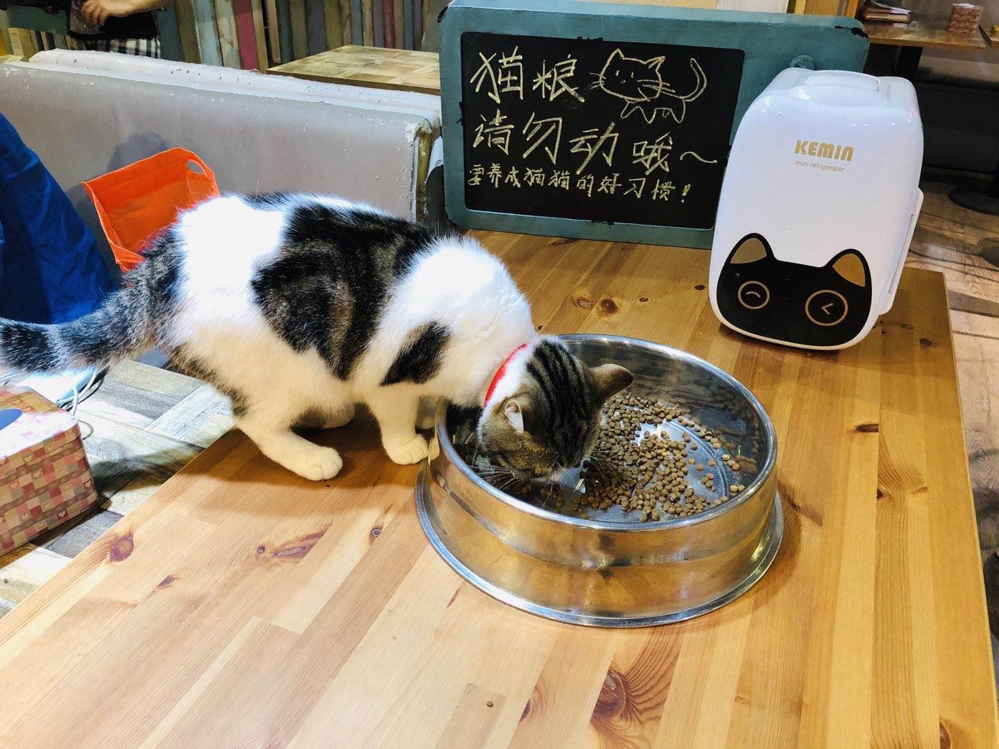 北京街头遇到受伤猫咪该怎么办？