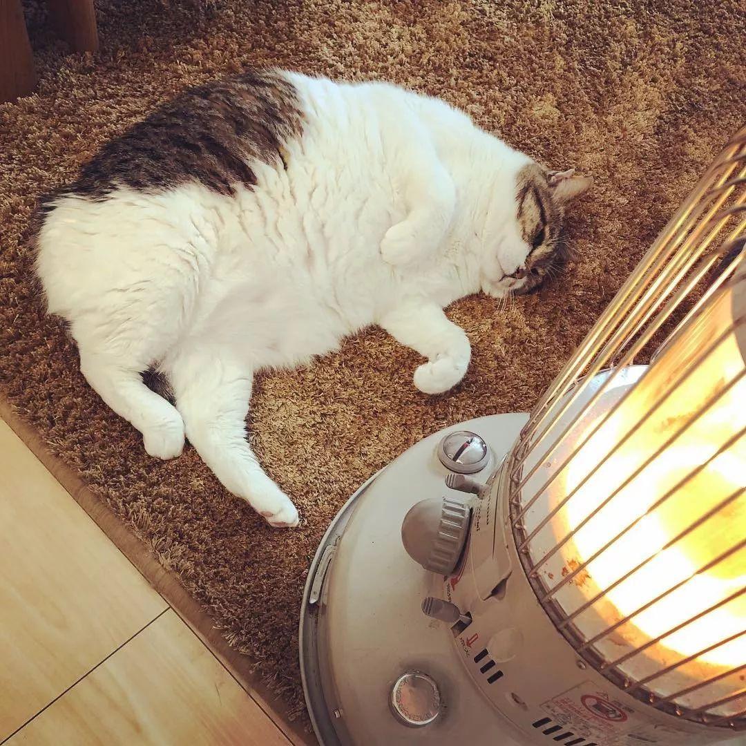 为什么别人家的猫视频能破百万播放？