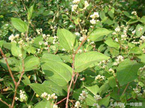 你家猫的菊花突然发臭?可能是这些原因在作妖! 你家猫的菊花突然发臭?可能是这些原因在作妖!