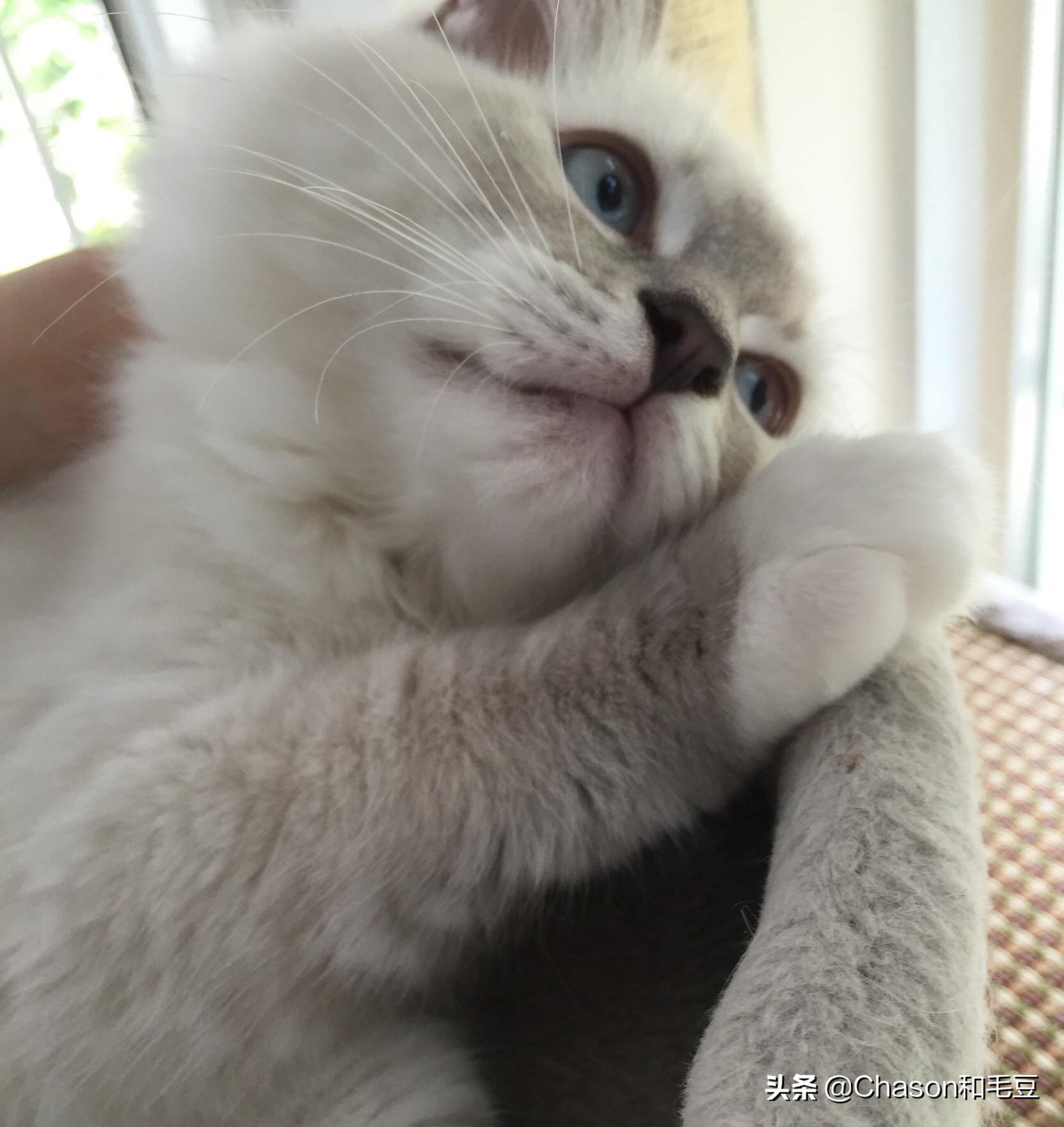 任子威为什么被称为中国短道速滑的破冰者? 任子威为什么被称为中国短道速滑的破冰者?