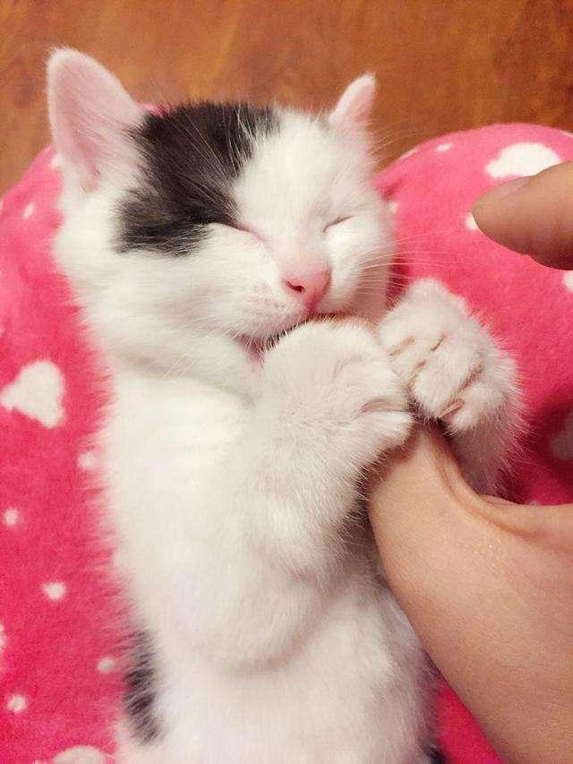 猫咪突然乱尿是故意报复主人吗？