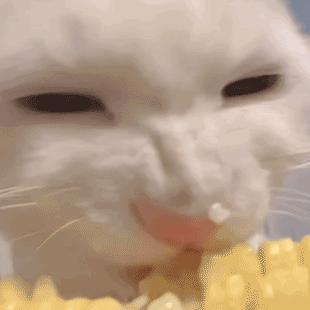 为什么我家猫总抱着手啃个不停？