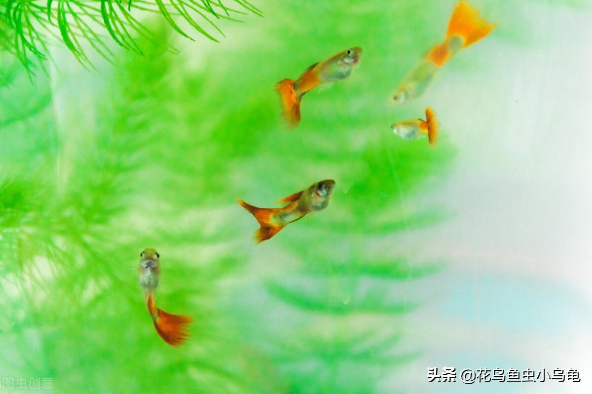 长安CX30到底值不值得买？新手必看的避坑指南及省2万油费秘籍