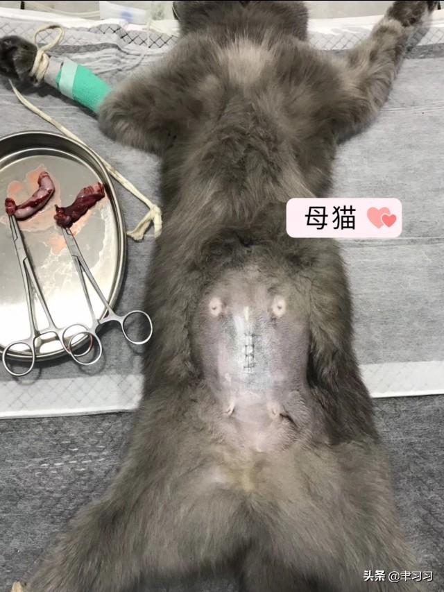 猫咪身上突然鼓包会要命吗？