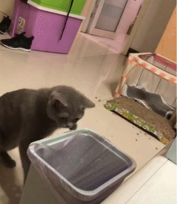 猫咪跑丢了该怎么办? 猫咪跑丢了该怎么办?
