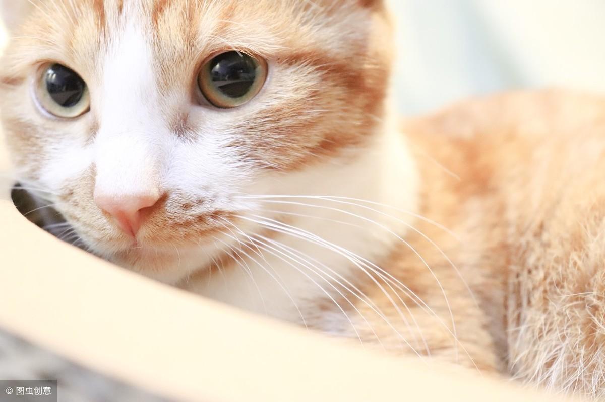 猫咪鼻子干干的是不是生病了？这5种情况必须知道！