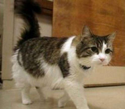 给猫咪起名到底有多少种套路? 给猫咪起名到底有多少种套路?