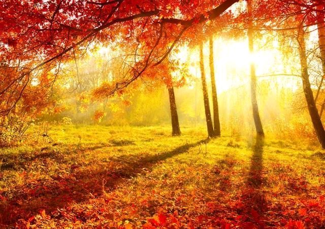 梦里的作者是谁?揭秘红枫林及其经典诗作 梦里的作者是谁?揭秘红枫林及其经典诗作