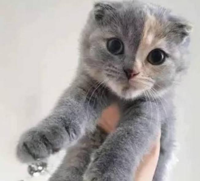 猫咪为啥总爱在厕所蹲坑?这5个秘密铲屎官必须知道 猫咪为啥总爱在厕所蹲坑?这5个秘密铲屎官必须知道