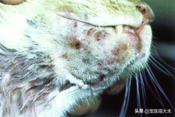 猫咪下巴发黑是中毒了吗? 猫咪下巴发黑是中毒了吗?