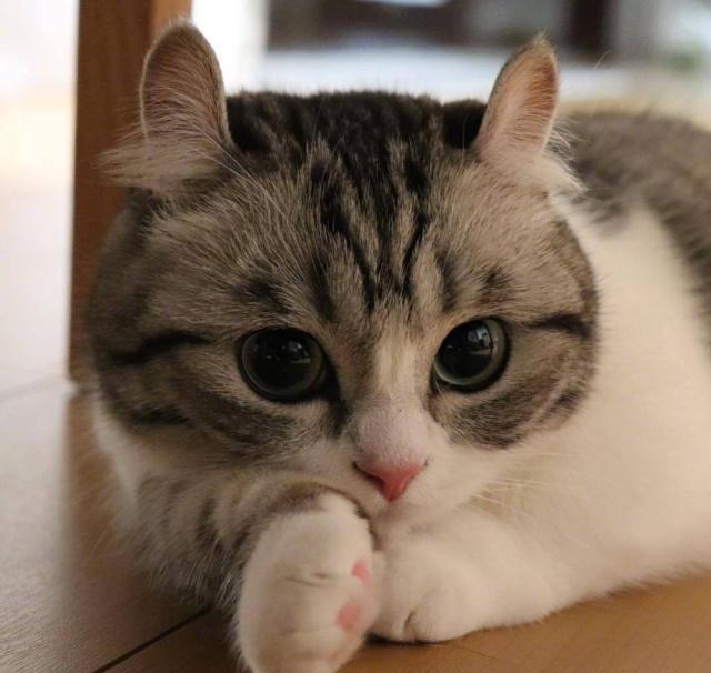 主子刚吃猫粮就吐是怎么回事？