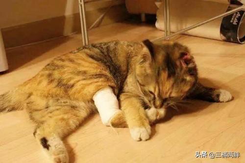 猫咪舔伤口真的能自愈吗? 猫咪舔伤口真的能自愈吗?