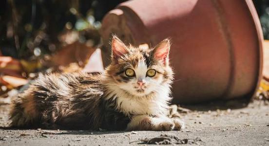 猫咪宁可饿着也不碰猫粮是为啥？