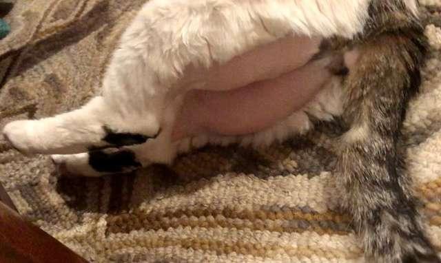 猫咪剃毛后为什么躲着人？新手必看护理指南