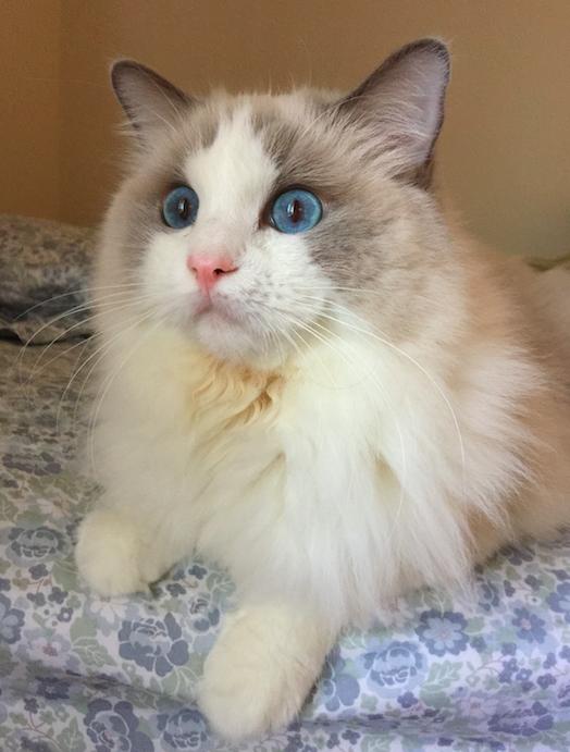 猫主子下巴突然黑黑的？这到底咋回事啊？