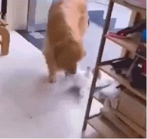 带猫坐高铁会被乘务员拦下吗？