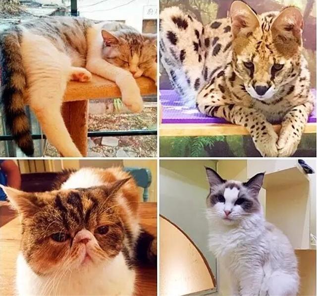 新手如何找到最治愈的猫咪视频？