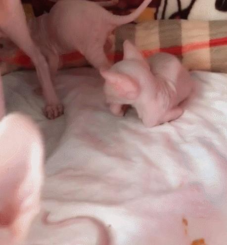 2025年总梦见已故亲人预示什么？3招化解情感危机