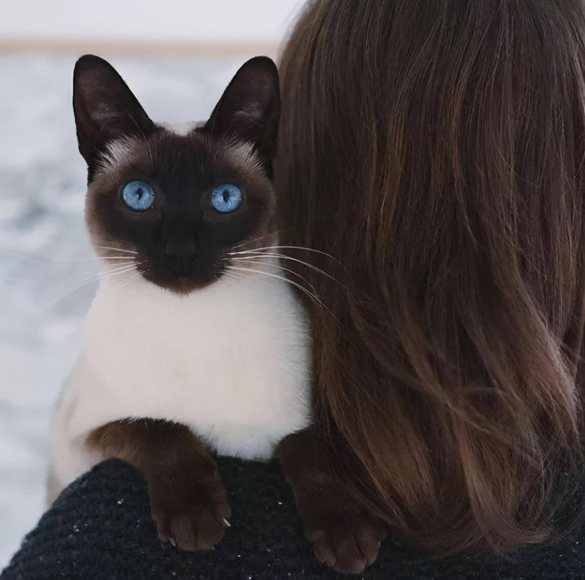 猫咪蛋蛋变黑是生病了吗？