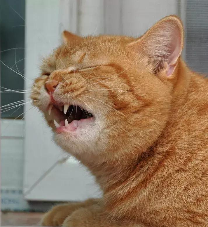 猫咪突然走路打飘是吃坏肚子了吗？