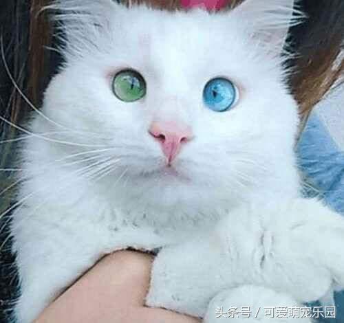 鸳鸯眼猫咪真的会耳聋吗？