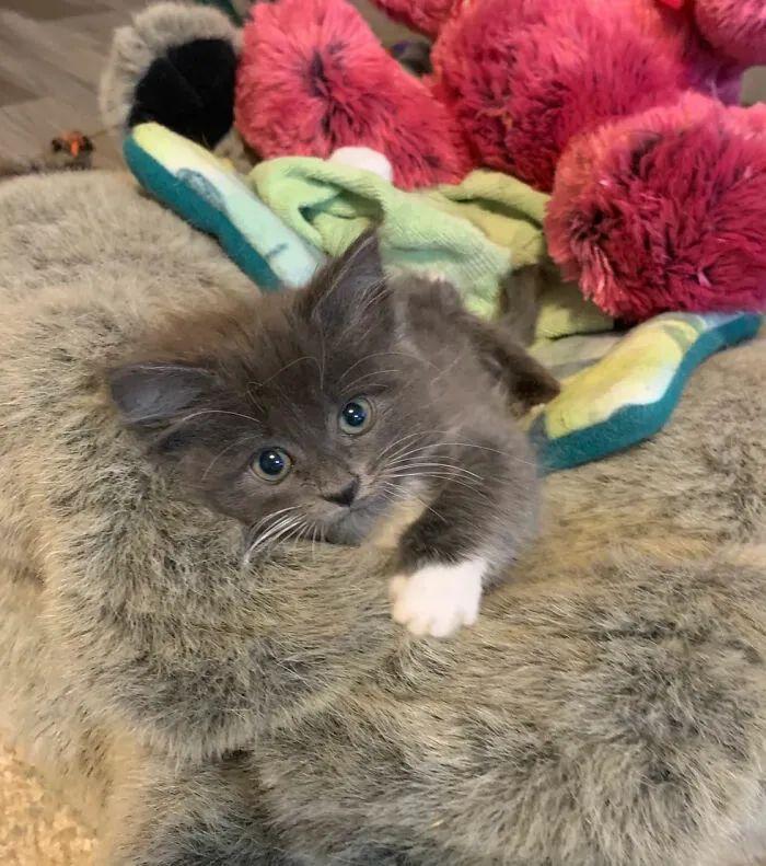 小猫咪练胯真的能改善体态吗? 小猫咪练胯真的能改善体态吗?