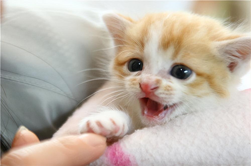 两个月大的幼猫突然断奶该喂什么？