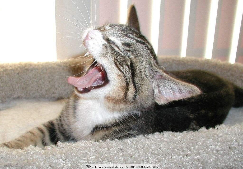 为什么你的猫总在你崩溃时蹭你脸？