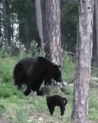 你家猫主子为啥总拿脑袋拱你？