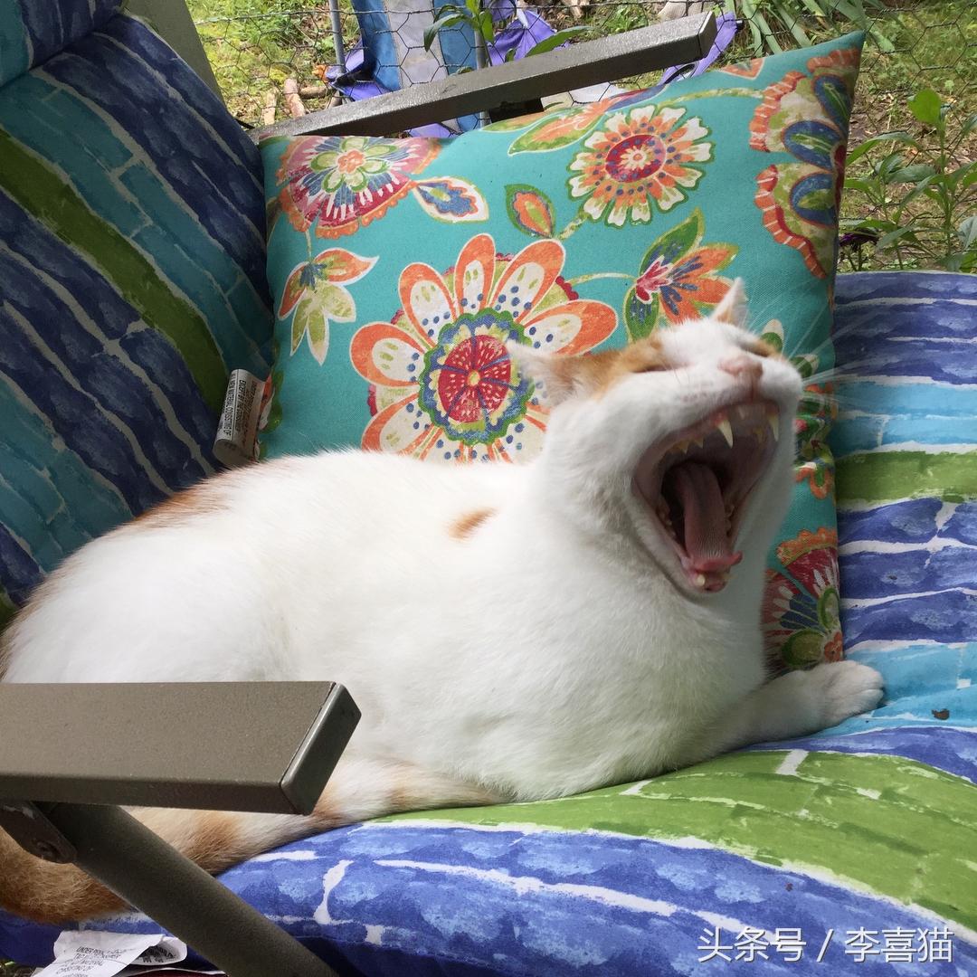 这些猫咪为什么被称为 最丑萌 代表？