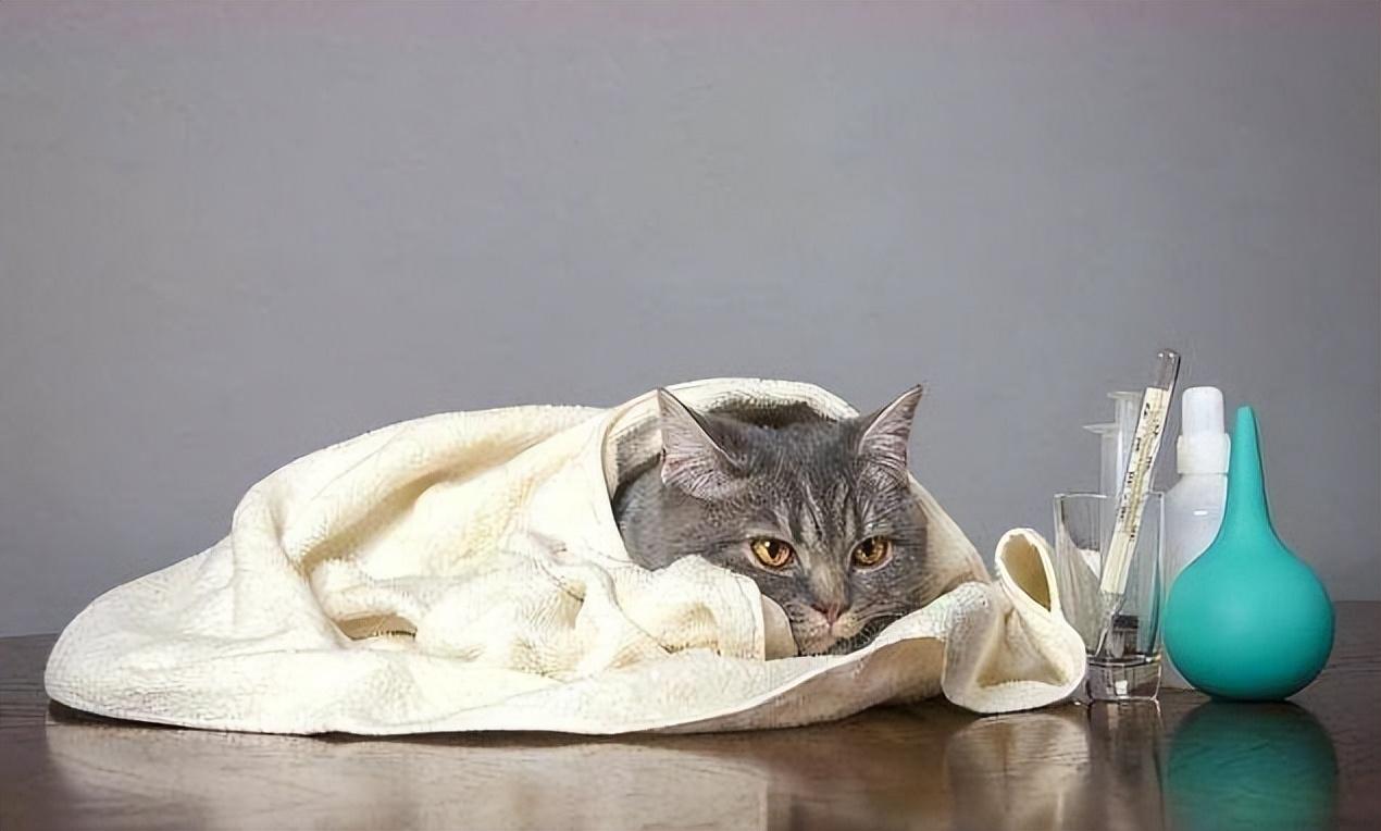 猫咪突然变成 干饭王 ？当心这可能是危险信号！