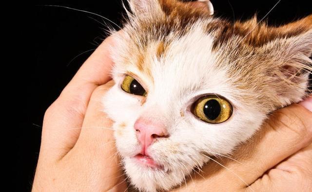 猫咪突然乱拉乱尿是报复主人吗？